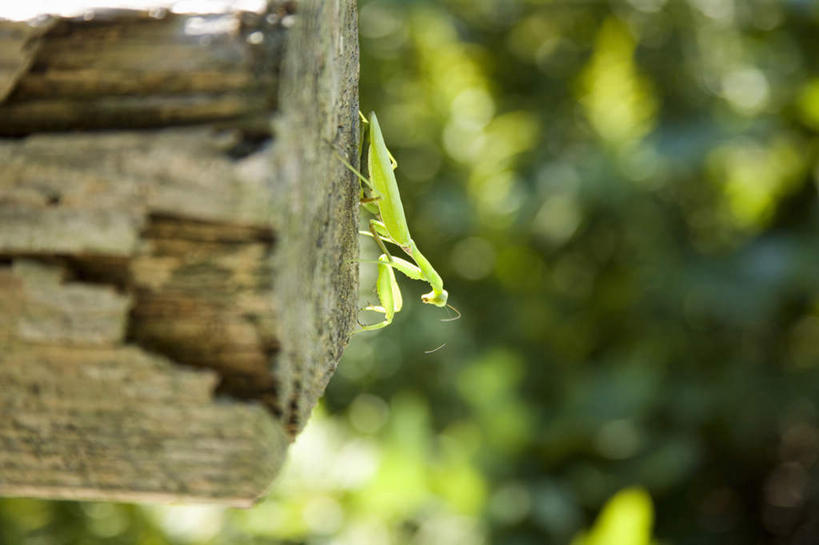 无人,横图,室外,特写,白天,侧面,旅游,度假,美景,植物,阴影,朦胧,模糊,光线,昆虫,螳螂,木板,影子,景观,注视,停留,娱乐,树,树木,一只,绿色,阳光,自然,动物,观察,看,享受,休闲,景色,放松,生长,成长,观看,停止,察看,关注,自然风光,刀螂,益虫,大刀螂,逗留,停顿,彩图,全身