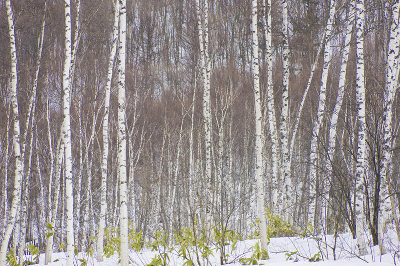 无人,横图,室外,白天,正面,旅游,度假,美景,雪,植物,大雪,长野县,日本,亚洲,阴影,光线,影子,积雪,景观,雪景,冬季,冬天,娱乐,树,树木,绿色,阳光,自然,享受,休闲,景色,放松,寒冷,白桦,生长,成长,自然风光,东亚,本州,本州岛,日本国,中部地方,长野,严寒,乘鞍高原,桦树,桦皮树,桦木,彩图