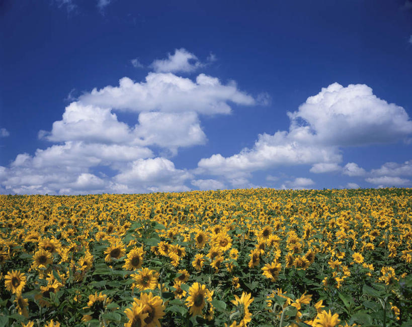 无人,横图,室外,白天,正面,爱情,旅游,度假,幸福,花海,花圃,美景,太阳,植物,向日葵,叶子,北海道,日本,亚洲,许多,盛开,地平线,景观,云,云朵,辽阔,绿叶,地面,花蕾,云彩,娱乐,花,花瓣,花朵,花卉,鲜花,黄色,蓝色,绿色,白云,蓝天,天空,自然,花丛,花田,天,花苞,花蕊,享受,休闲,广阔,嫩叶,景色,放松,生长,晴朗,成长,一望无际,自然风光,延伸,光辉,东亚,沉默,忠诚,日本国,天地相交,北海道地方,北海道岛,勇敢,投缘,爱慕,无边无际,一马平川,高傲,朝阳花,葵花,望日莲,向阳花,转日莲,叶,叶片,晴空,彩图