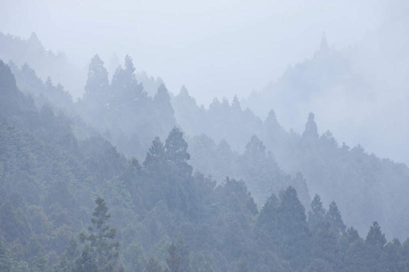 无人,横图,俯视,室外,白天,旅游,度假,美景,森林,树林,植物,雾,日本,亚洲,朦胧,模糊,景观,娱乐,树,树木,绿色,自然,享受,休闲,景色,放松,生长,成长,迷雾,自然风光,东亚,本州,本州岛,日本国,近畿地方,近畿,滋贺,滋贺县,大雾,彩图,高角度拍摄