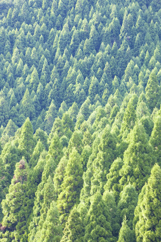 无人,竖图,俯视,航拍,室外,白天,旅游,度假,美景,森林,树林,植物,日本,亚洲,阴影,光线,影子,景观,娱乐,树,树木,绿色,阳光,自然,享受,休闲,景色,放松,生长,成长,鸟瞰,自然风光,东亚,本州,本州岛,日本国,近畿地方,近畿,滋贺,滋贺县,彩图,高角度拍摄