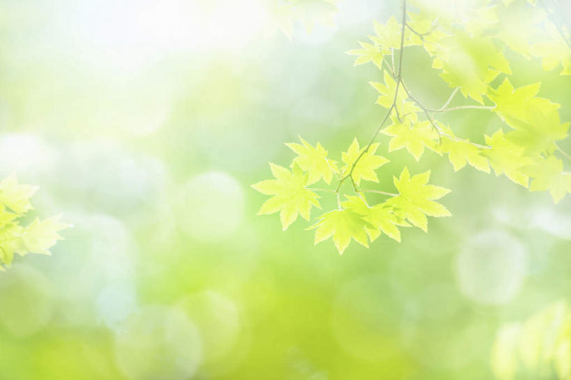 无人,横图,室外,白天,正面,旅游,度假,美景,植物,叶子,阴影,朦胧,模糊,光线,影子,景观,绿叶,娱乐,树,树木,树枝,绿色,阳光,自然,享受,休闲,嫩叶,景色,放松,生长,成长,自然风光,槭树,鸡爪槭,叶,叶片,鸡爪枫,彩图