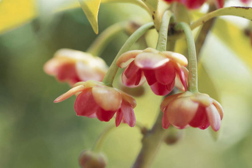 无人,横图,室外,特写,白天,正面,旅游,度假,美景,植物,许多,朦胧,模糊,盛开,景观,枝条,娱乐,花,花瓣,花朵,花卉,鲜花,树,树木,树枝,红色,自然,花蕊,享受,休闲,景色,放松,自然风光,虬枝,枝杈,彩图