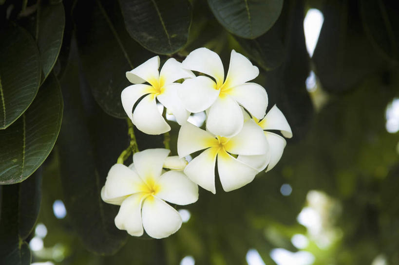 无人,横图,室外,特写,白天,仰视,旅游,度假,美景,植物,叶子,许多,朦胧,模糊,景观,绿叶,花蕾,娱乐,赤素馨花,花瓣,花朵,花卉,鲜花,白色,自然,花苞,享受,休闲,嫩叶,景色,放松,自然风光,蛋黄花,鸡蛋花,缅栀花,叶,叶片,彩图,低角度拍摄