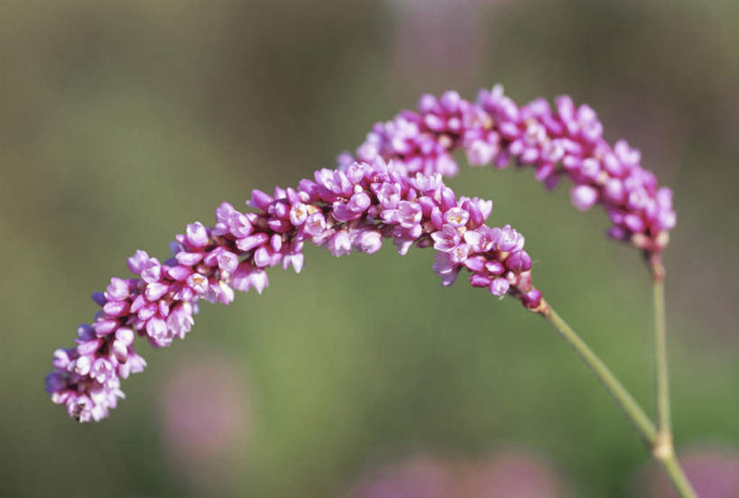 无人,横图,俯视,室外,特写,白天,爱情,旅游,度假,美景,日本,亚洲,朦胧,模糊,景观,娱乐,两朵,紫色,自然,享受,休闲,景色,放松,鸡冠花,自然风光,东亚,本州,关东地方,本州岛,日本国,崎玉,崎玉县,鸡髻花,老来红,芦花鸡冠,真挚,坚贞,川口町,鸡公花,彩图,高角度拍摄