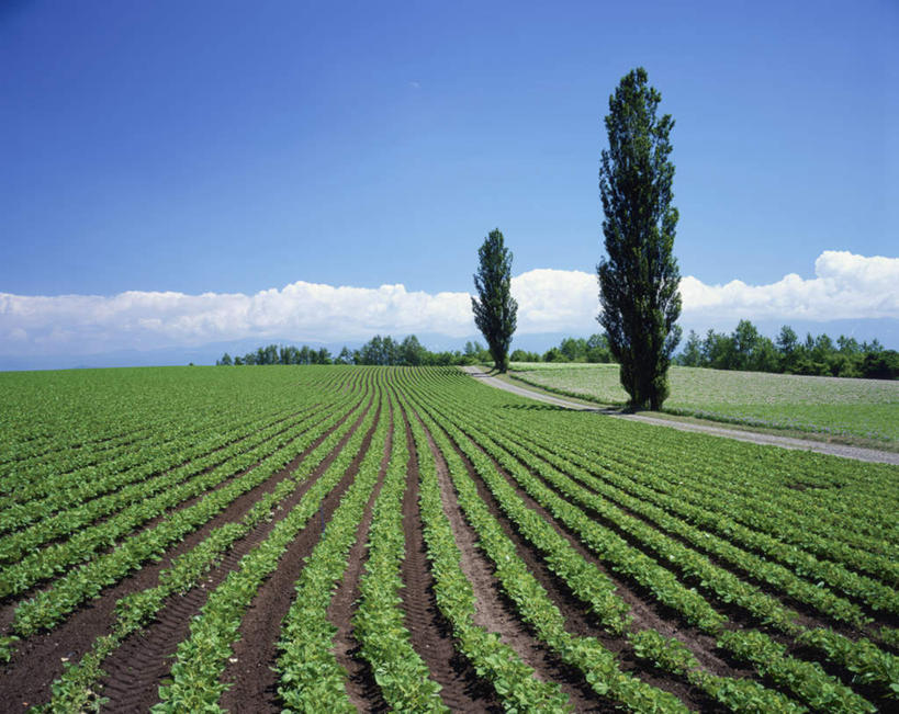 无人,农田,横图,室外,白天,正面,旅游,度假,庄稼,农作物,美景,植物,北海道,日本,亚洲,一排,阴影,整齐,光线,影子,景观,云,云朵,云彩,娱乐,树,树木,排列,蓝色,绿色,白云,蓝天,天空,阳光,自然,天,享受,休闲,景色,放松,生长,晴朗,成长,队列,自然风光,东亚,日本国,北海道地方,北海道岛,美瑛町,美瑛,晴空,彩图,耕地,庄稼田