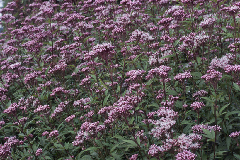 无人,横图,俯视,室外,白天,旅游,度假,美景,日本,亚洲,许多,朦胧,模糊,盛开,景观,花蕾,娱乐,花,花瓣,花朵,鲜花,紫色,自然,花苞,花蕊,享受,休闲,景色,放松,高雅,自然风光,东亚,本州,关东地方,本州岛,日本国,崎玉,崎玉县,淡泊,花中君子,兰花,彩图,高角度拍摄