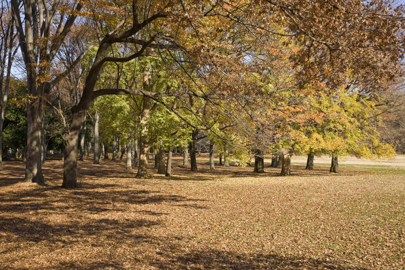 无人,横图,室外,白天,正面,旅游,度假,美景,秋季,植物,叶子,东京,日本,亚洲,阴影,朦胧,模糊,光线,影子,景观,枫叶,枯叶,落叶,娱乐,树,树木,黄色,红色,蓝色,绿色,蓝天,天空,阳光,自然,天,享受,休闲,景色,放松,生长,晴朗,成长,枫树叶,自然风光,东亚,本州,万里无云,关东地方,本州岛,日本国,东京都,叶,叶片,晴空,晴空万里,秋,秋天,彩图