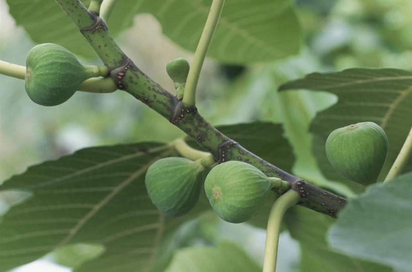 无人,横图,室外,特写,白天,正面,旅游,度假,美景,植物,无花果,水果,叶子,日本,亚洲,一棵,朦胧,模糊,新鲜,景观,生食,食品,果实,绿叶,娱乐,树,树木,食物,绿色,自然,四个,享受,休闲,嫩叶,景色,放松,有机食品,绿色食品,生长,成长,自然风光,东亚,本州,关东地方,本州岛,日本国,崎玉,崎玉县,叶,叶片,映日果,树地瓜,奶浆果,蜜果,彩图