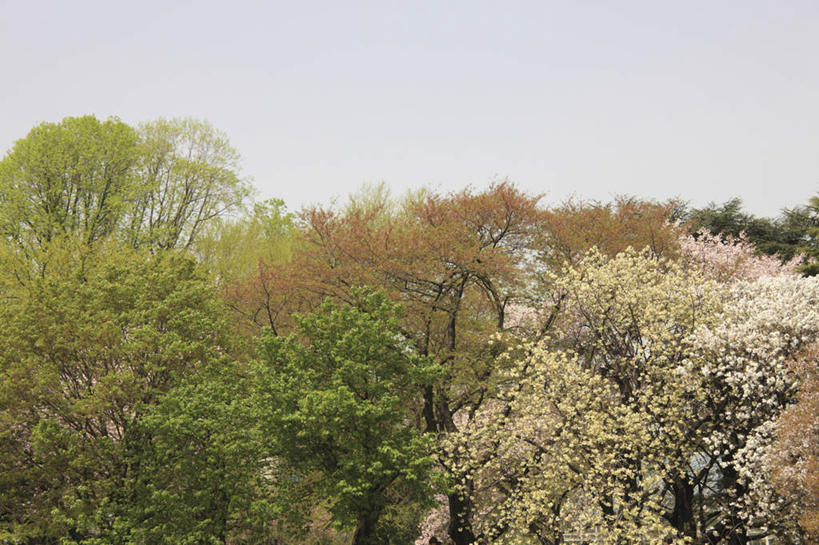 无人,横图,室外,白天,仰视,旅游,度假,幸福,纯洁,美景,秋季,树林,植物,樱花,许多,阴影,朦胧,模糊,光线,影子,景观,娱乐,树,树木,蓝色,绿色,蓝天,天空,阳光,自然,天,享受,休闲,景色,放松,生长,晴朗,成长,等待,生命,自然风光,万里无云,仙樱花,福岛樱,青肤樱,高尚,热烈,晴空,晴空万里,秋,秋天,荆桃,彩图,低角度拍摄