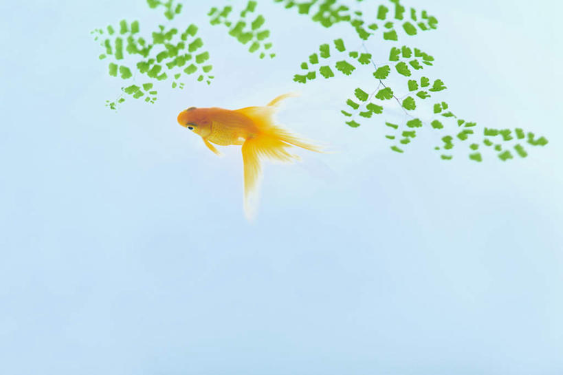 无人,横图,俯视,室内,白天,数码,科技,叶子,一条,许多,阴影,蓝色背景,网络,金鱼,鱼,绿叶,高光,几何,计算机图形,合成,鱼类,金色,嫩叶,电脑合成图,数码合成图,写实,具体,具象,观赏鱼,金鲫鱼,叶,叶片,彩图,高角度拍摄,全身