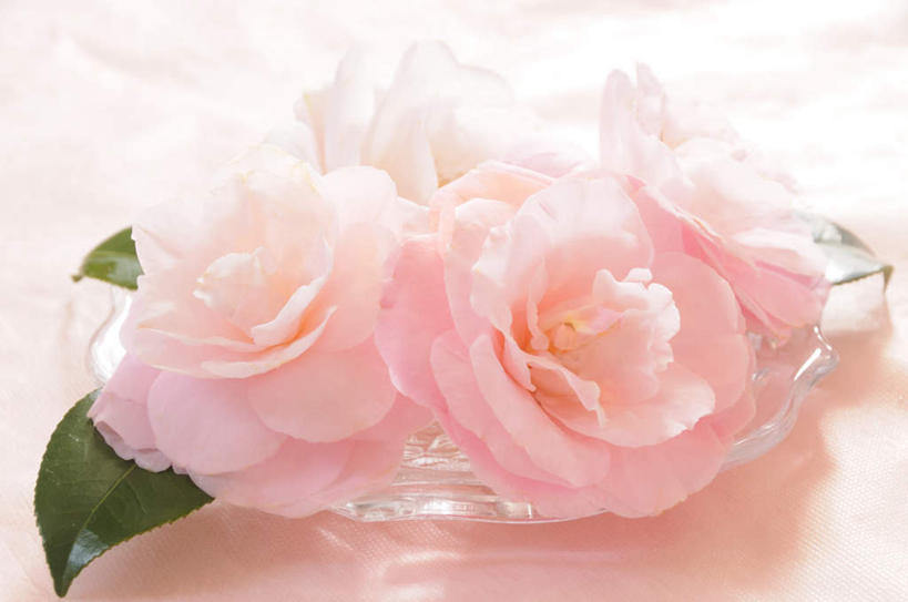 无人,横图,俯视,室内,特写,白天,山茶花,叶子,四朵,阴影,粉色背景,朦胧,模糊,盛开,反射,影子,绿叶,花蕾,花,花瓣,花朵,鲜花,粉色,花苞,花蕊,嫩叶,摄影,影棚,玉茗花,耐冬,海石榴,茶花,叶,叶片,彩图,高角度拍摄,影棚拍摄,拍摄