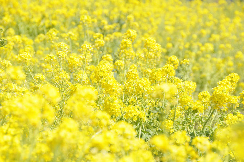 无人,横图,俯视,室外,白天,旅游,度假,花海,花圃,美景,植物,叶子,许多,朦胧,模糊,盛开,景观,花蕾,娱乐,花,花瓣,花朵,花卉,鲜花,黄色,绿色,自然,花丛,花束,花田,花苞,花蕊,油菜花,享受,休闲,景色,放松,自然风光,彩图,高角度拍摄,芸苔,芸薹