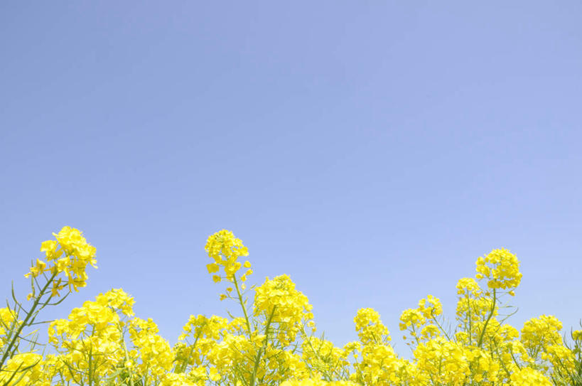 无人,横图,俯视,室外,白天,旅游,度假,花海,花圃,美景,植物,叶子,许多,朦胧,模糊,盛开,景观,花蕾,娱乐,花,花瓣,花朵,花卉,鲜花,黄色,蓝色,绿色,蓝天,天空,自然,花丛,花束,花田,天,花苞,花蕊,油菜花,享受,休闲,景色,放松,晴朗,自然风光,万里无云,晴空,晴空万里,彩图,高角度拍摄,芸苔,芸薹