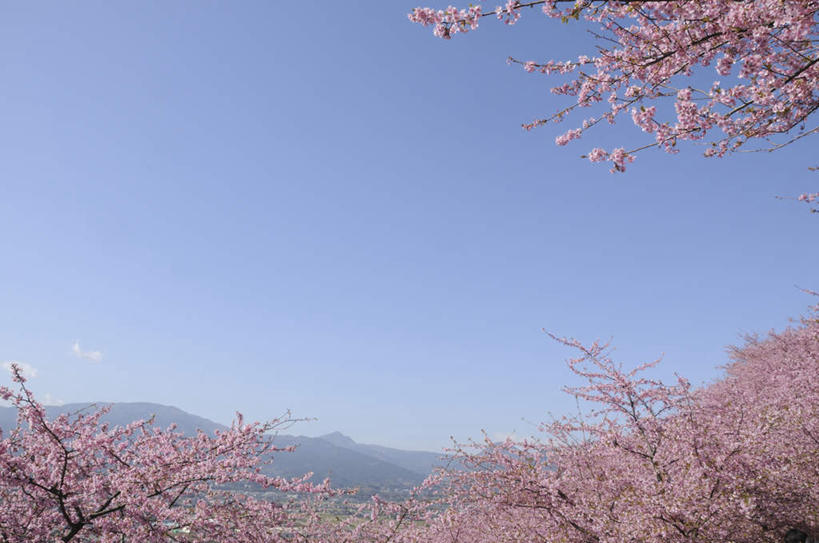 无人,横图,室外,白天,仰视,旅游,度假,美景,山,山脉,樱花,神奈川,日本,亚洲,许多,朦胧,模糊,盛开,景观,山峰,山峦,神奈川县,花蕾,娱乐,花,花瓣,花朵,鲜花,粉色,蓝色,蓝天,天空,自然,群山,天,花苞,花蕊,享受,休闲,景色,放松,晴朗,自然风光,东亚,本州,万里无云,关东地方,本州岛,日本国,仙樱花,福岛樱,青肤樱,晴空,晴空万里,荆桃,彩图,低角度拍摄