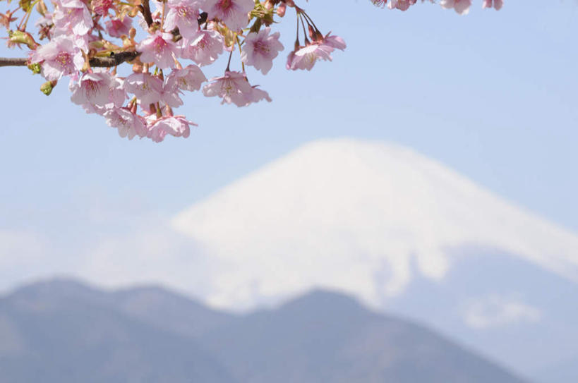 无人,横图,室外,白天,正面,旅游,度假,火山,美景,山,山脉,樱花,富士山,静冈县,日本,亚洲,许多,朦胧,模糊,盛开,景观,山峰,山峦,花蕾,娱乐,花,花瓣,花朵,鲜花,粉色,蓝色,蓝天,天空,自然,群山,天,花苞,花蕊,享受,休闲,景色,放松,晴朗,自然风光,东亚,本州,万里无云,本州岛,日本国,中部地方,静冈,山梨,山梨县,仙樱花,福岛樱,青肤樱,活火山,死火山,休眠火山,晴空,晴空万里,荆桃,彩图