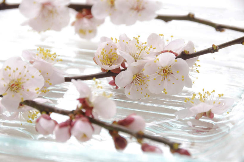 无人,横图,俯视,室内,特写,白天,白色背景,餐桌,桌子,许多,朦胧,模糊,盛开,梅花,花蕾,花,花瓣,花朵,鲜花,白色,花苞,花蕊,摄影,影棚,餐台,高雅,坚强,梅,彩图,高角度拍摄,影棚拍摄,拍摄