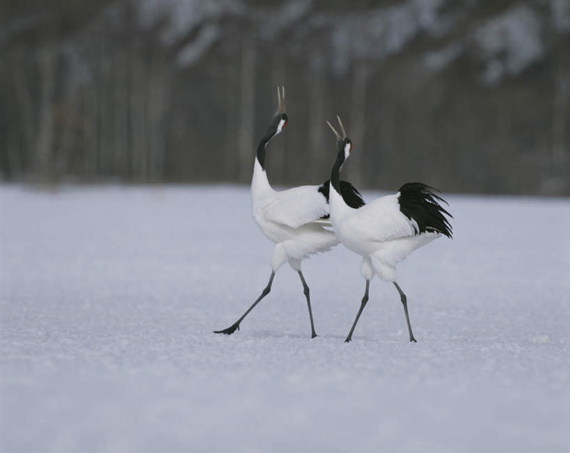 无人,走,横图,室外,特写,白天,侧面,旅游,度假,美景,雪,植物,大雪,丹顶鹤,朦胧,模糊,鹤,积雪,景观,雪景,冬季,冬天,娱乐,树,树木,绿色,自然,两只,享受,休闲,景色,放松,寒冷,生长,成长,吉祥,高雅,自然风光,长寿,严寒,鴜鷜,忠贞,日本鹤,仙鹤,步行,散步,走路,彩图,全身