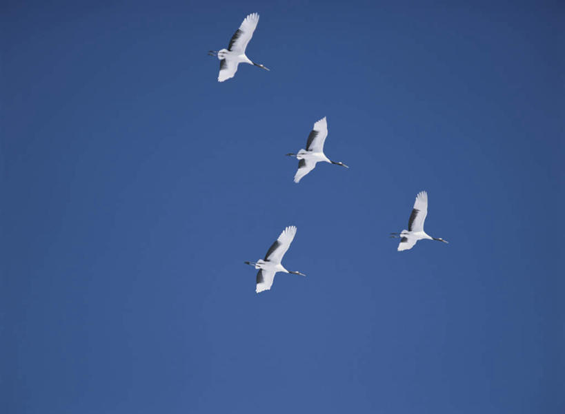 无人,横图,室外,白天,仰视,旅游,度假,美景,丹顶鹤,四只,飞翔,伸展,张开,展翅,朦胧,模糊,飞行,翅膀,鹤,景观,娱乐,蓝色,蓝天,天空,自然,天,享受,休闲,景色,放松,晴朗,吉祥,高雅,自然风光,张开翅膀,万里无云,长寿,鴜鷜,忠贞,日本鹤,展开翅膀,晴空,晴空万里,仙鹤,彩图,低角度拍摄,全身