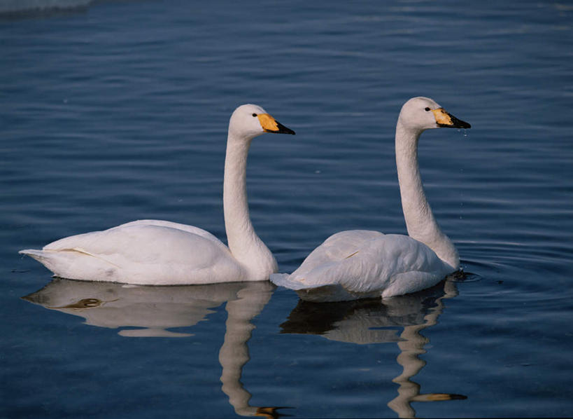 游泳,无人,横图,室外,白天,侧面,旅游,度假,湖,湖泊,美景,水,鸟,野生动物,天鹅,阴影,波纹,朦胧,模糊,光线,鸟类,影子,湖面,景观,水流,水面,涟漪,注视,娱乐,水纹,阳光,自然,动物,波浪,湖水,观察,看,两只,享受,休闲,景色,放松,可爱,游,观看,察看,关注,自然风光,水晕,泅水,拍浮,鹄,彩图