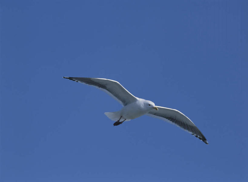 无人,横图,室外,白天,仰视,旅游,度假,美景,海鸟,海鸥,鸟,飞翔,伸展,张开,展翅,朦胧,模糊,飞行,翅膀,鸟类,景观,娱乐,一只,蓝色,蓝天,天空,自然,天,享受,休闲,景色,放松,晴朗,自然风光,鸥,张开翅膀,万里无云,展开翅膀,晴空,晴空万里,彩图,低角度拍摄,全身