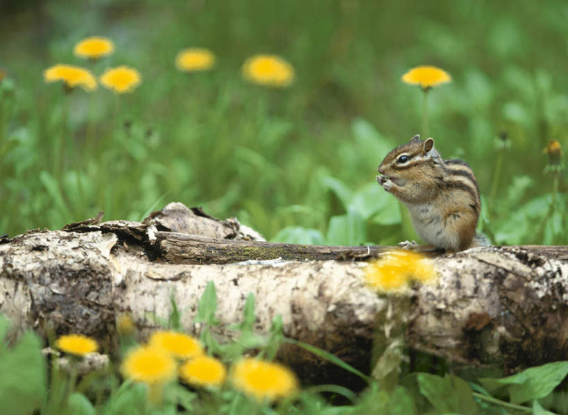无人,站,横图,俯视,室外,白天,旅游,度假,美景,野生动物,北海道,日本,亚洲,许多,握,朦胧,模糊,盛开,景观,拿,花蕾,拿着,注视,娱乐,花,花瓣,花朵,鲜花,一只,黄色,自然,动物,花苞,花蕊,松鼠,观察,看,站着,享受,休闲,景色,放松,可爱,握着,活泼,观看,察看,关注,自然风光,东亚,花栗鼠,日本国,北海道地方,北海道岛,站立,彩图,高角度拍摄,全身