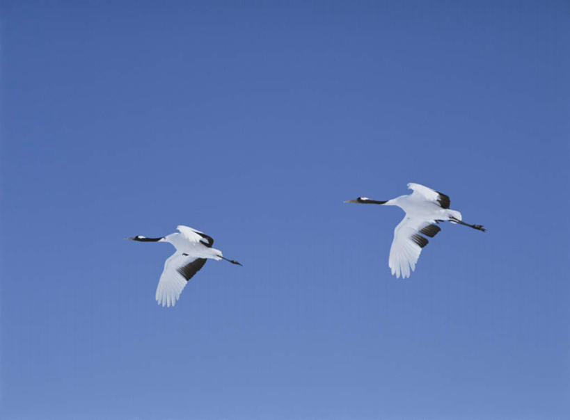 无人,横图,室外,白天,仰视,旅游,度假,美景,丹顶鹤,飞翔,朦胧,模糊,飞行,鹤,景观,娱乐,蓝色,蓝天,天空,自然,天,两只,享受,休闲,景色,放松,晴朗,张开双腿,吉祥,高雅,自然风光,万里无云,长寿,鴜鷜,忠贞,展开双腿,晴空,晴空万里,仙鹤,彩图,低角度拍摄,全身,伸展双腿