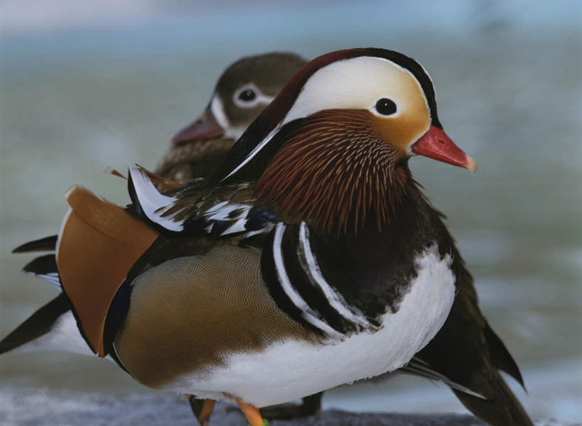 无人,夫妻,站,横图,室外,特写,白天,侧面,爱情,旅游,度假,美景,鸟,鸳鸯,北海道,日本,亚洲,阴影,朦胧,模糊,光线,影子,景观,浪漫,娱乐,阳光,自然,站着,两只,享受,休闲,景色,恩爱,放松,恋人,自然风光,坚定,东亚,日本国,北海道地方,北海道岛,永恒,情意,夫妇,情侣,站立,半身,彩图,伴侣,钏路,钏路市