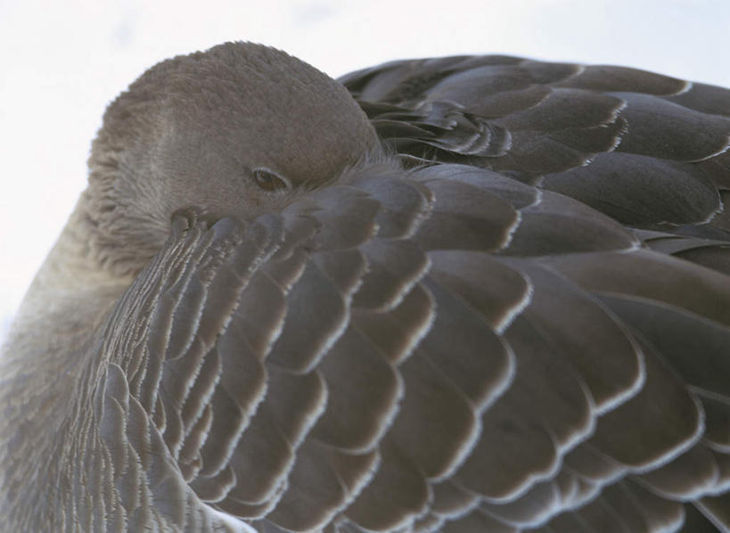 无人,站,横图,俯视,室外,特写,白天,旅游,度假,美景,鹅,北海道,日本,亚洲,阴影,朦胧,模糊,光线,影子,景观,娱乐,家禽,一只,蓝色,蓝天,天空,阳光,自然,动物,天,站着,享受,休闲,景色,放松,牲畜,晴朗,自然风光,东亚,万里无云,日本国,北海道地方,北海道岛,晴空,晴空万里,站立,半身,彩图,高角度拍摄,钏路,钏路市