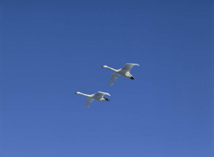 无人,横图,室外,白天,仰视,旅游,度假,美景,鸟,野生动物,天鹅,北海道,日本,亚洲,飞翔,伸展,张开,展翅,朦胧,模糊,飞行,翅膀,鸟类,景观,娱乐,蓝色,蓝天,天空,自然,动物,天,两只,享受,休闲,景色,放松,可爱,晴朗,自然风光,东亚,张开翅膀,万里无云,日本国,北海道地方,北海道岛,展开翅膀,晴空,晴空万里,鹄,彩图,低角度拍摄,全身,钏路,钏路市