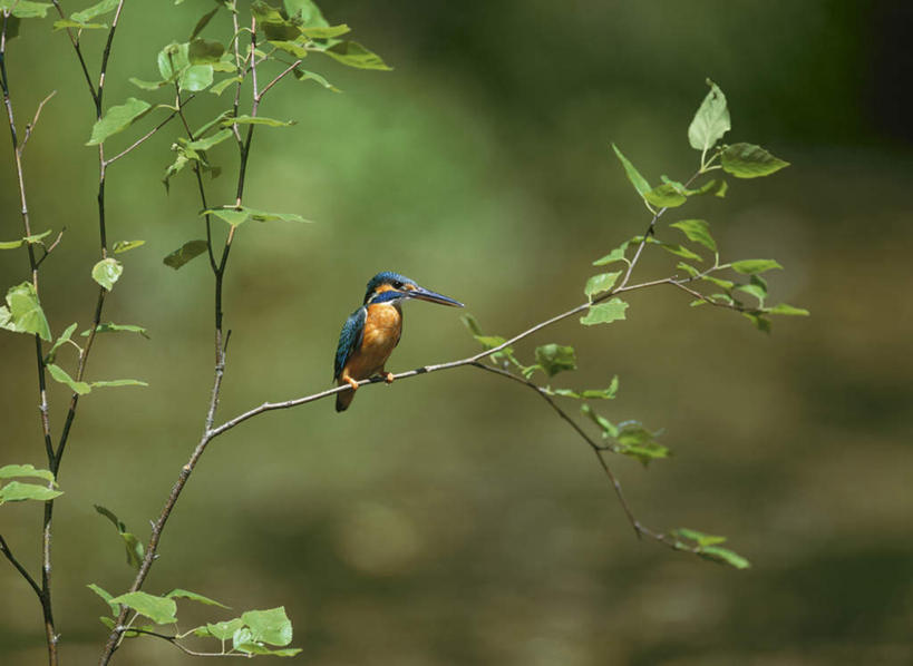 无人,站,横图,室外,白天,仰视,旅游,度假,美景,植物,翠鸟,鸟,叶子,朦胧,模糊,鸟类,景观,绿叶,娱乐,树,树木,一只,绿色,自然,站着,享受,休闲,嫩叶,景色,放松,生长,成长,自然风光,叶,叶片,鱼虎,鱼狗,大翠鸟,站立,彩图,低角度拍摄,全身
