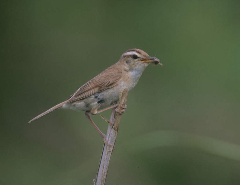 无人,站,横图,室外,特写,白天,侧面,旅游,度假,美景,植物,鸟,咬,朦胧,模糊,画眉,鸟类,昆虫,景观,注视,娱乐,树,树木,一只,绿色,自然,动物,观察,看,站着,享受,休闲,景色,放松,生长,成长,观看,咬着,察看,关注,自然风光,害虫,虎鸫,金画眉,站立,彩图,全身