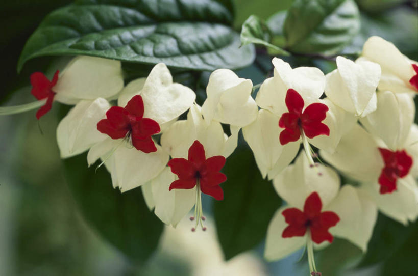 无人,横图,室外,特写,白天,正面,旅游,度假,美景,日本,亚洲,许多,朦胧,模糊,盛开,景观,花蕾,娱乐,花,花瓣,花朵,鲜花,红色,白色,自然,花苞,花蕊,享受,休闲,景色,放松,同意,接受,自然风光,东亚,荷包牡丹,本州,关东地方,本州岛,日本国,崎玉,崎玉县,铃儿草,兔儿牡丹,鱼儿牡丹,答应,彩图