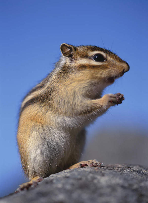 无人,站,举,竖图,室外,特写,白天,侧面,旅游,度假,石头,美景,野生动物,朦胧,模糊,石子,景观,娱乐,一只,蓝色,蓝天,天空,自然,动物,天,松鼠,托,站着,享受,休闲,景色,放松,可爱,活泼,晴朗,自然风光,花栗鼠,万里无云,花松鼠,石块,晴空,晴空万里,举起,举手,举着,向上举,向上伸,向上托,站立,彩图,全身