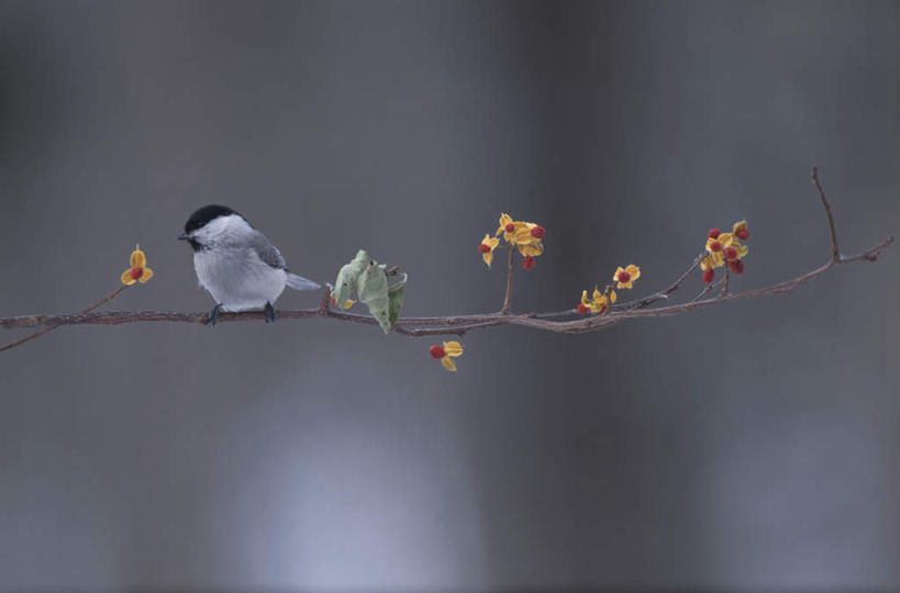 无人,站,横图,室外,特写,白天,正面,旅游,度假,美景,雪,植物,大雪,鸟,叶子,朦胧,模糊,麻雀,鸟类,纹理,积雪,景观,雪景,冬季,冬天,绿叶,娱乐,树枝,一只,绿色,自然,站着,享受,休闲,嫩叶,景色,放松,寒冷,自然风光,家雀,肌理,严寒,霍雀,老家贼,叶,叶片,叶脉,站立,彩图,全身