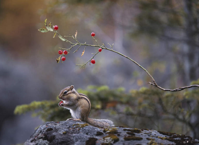 无人,站,横图,室外,白天,侧面,旅游,度假,美景,植物,野生动物,浆果,水果,朦胧,模糊,新鲜,景观,桑葚,桑椹,生食,食品,果实,枝条,娱乐,树,树木,树枝,食物,一只,红色,自然,动物,覆盆子,松鼠,站着,享受,休闲,景色,放松,可爱,活泼,有机食品,绿色食品,自然风光,花栗鼠,花松鼠,虬枝,枝杈,站立,彩图,全身