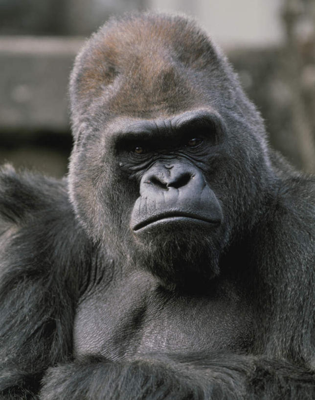 无人,坐,竖图,室外,特写,白天,正面,旅游,度假,美景,猩猩,阴影,朦胧,模糊,光线,影子,景观,注视,娱乐,一只,阳光,自然,观察,看,享受,休闲,景色,放松,观看,察看,关注,自然风光,大猩猩,金刚猩猩,坐着,半身,彩图