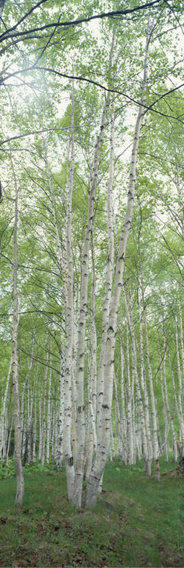 无人,竖图,室外,白天,仰视,旅游,度假,美景,树林,植物,北海道,日本,亚洲,阴影,朦胧,模糊,光线,影子,景观,娱乐,树,树木,蓝色,绿色,蓝天,天空,阳光,自然,天,享受,休闲,景色,放松,白桦,生长,晴朗,成长,自然风光,东亚,万里无云,日本国,北海道地方,北海道岛,晴空,晴空万里,桦树,桦皮树,桦木,彩图,低角度拍摄