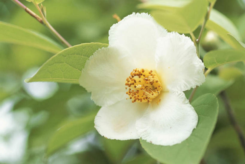 无人,横图,室外,特写,白天,仰视,旅游,度假,美景,叶子,日本,亚洲,阴影,朦胧,模糊,光线,影子,景观,绿叶,娱乐,虞美人,一朵,白色,阳光,自然,享受,休闲,嫩叶,景色,放松,安慰,自然风光,东亚,本州,关东地方,本州岛,日本国,丽春花,苞米罂粟,崎玉,崎玉县,蝴蝶满园春,赛牡丹,生离,顺从,死别,慰问,叶,叶片,彩图,低角度拍摄