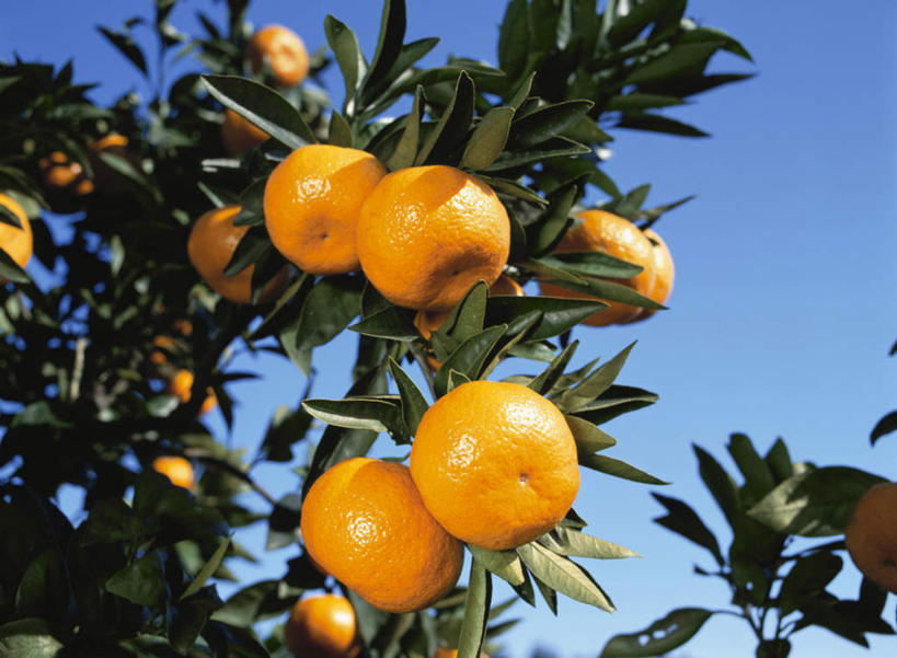 无人,横图,室外,特写,白天,仰视,旅游,度假,美景,植物,柑橘,水果,叶子,阴影,朦胧,模糊,新鲜,光线,影子,景观,生食,食品,果实,绿叶,娱乐,树,树木,食物,蓝色,绿色,蓝天,天空,阳光,自然,天,享受,休闲,橙色,嫩叶,景色,放松,有机食品,绿色食品,生长,晴朗,成长,自然风光,万里无云,叶,叶片,晴空,晴空万里,橘子,桔子,橙子,橙,彩图,低角度拍摄