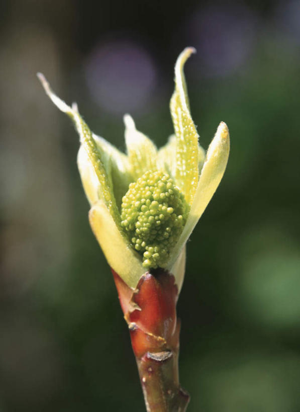 无人,竖图,室外,特写,白天,正面,旅游,度假,美景,阴影,朦胧,模糊,盛开,光线,影子,景观,发芽,花蕾,娱乐,花,花瓣,花朵,鲜花,阳光,自然,春天,花苞,花蕊,享受,休闲,景色,放松,自然风光,山茱萸,山萸肉,山芋肉,蜀酸枣,天木籽,药枣,萸肉,枣皮,彩图