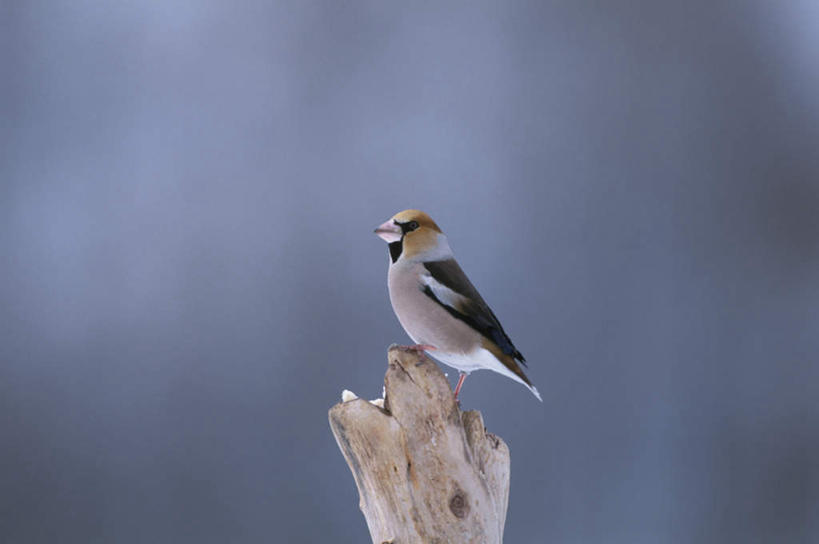 无人,站,横图,室外,特写,白天,侧面,旅游,度假,美景,植物,鸟,阴影,朦胧,模糊,干枯,光线,鸟类,影子,景观,娱乐,树,树木,一只,绿色,阳光,自然,站着,享受,休闲,景色,放松,生长,成长,自然风光,蜡嘴雀,铁嘴蜡子,锡嘴雀,站立,彩图,全身