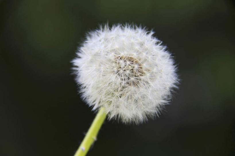 无人,横图,室外,特写,白天,正面,爱情,旅游,度假,美景,蒲公英,阴影,朦胧,模糊,盛开,光线,影子,景观,花蕾,娱乐,花,花瓣,花朵,鲜花,一朵,白色,阳光,自然,花苞,花蕊,享受,休闲,景色,放松,自然风光,开朗,蒲公草,尿床草,彩图