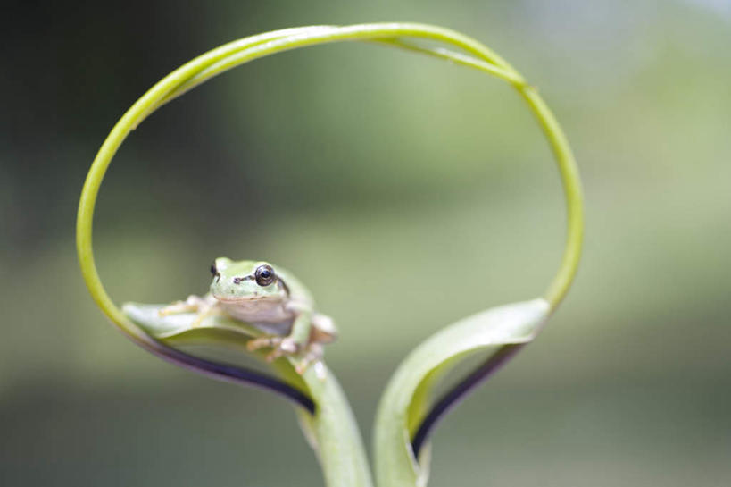 无人,坐,横图,室外,特写,白天,正面,旅游,度假,草地,草坪,美景,植物,青蛙,野生动物,北海道,日本,亚洲,阴影,朦胧,模糊,环绕,围绕,光线,圆形,影子,圆环,圆圈,景观,娱乐,草,一只,绿色,阳光,自然,动物,享受,休闲,景色,放松,可爱,活泼,环形,自然风光,东亚,日本国,北海道地方,北海道岛,美瑛町,美瑛,坐着,彩图,全身