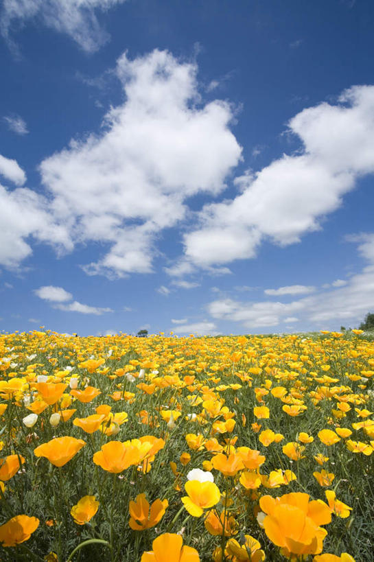 无人,竖图,俯视,室外,白天,旅游,度假,美景,植物,罂粟,北海道,日本,亚洲,许多,朦胧,模糊,盛开,地平线,景观,云,云朵,辽阔,草药,地面,花蕾,云彩,娱乐,中药,花,花瓣,花朵,鲜花,黄色,蓝色,白云,蓝天,天空,自然,天,花苞,花蕊,享受,休闲,广阔,景色,放松,晴朗,一望无际,毒品,自然风光,延伸,药材,中草药,东亚,中药材,本草,日本国,天地相交,北海道地方,北海道岛,美瑛町,止痛,镇静,安眠,美瑛,无边无际,一马平川,晴空,罂粟花,彩图,高角度拍摄