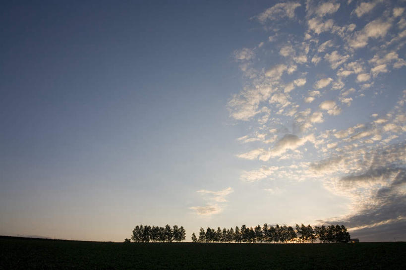 无人,农田,横图,全景,室外,白天,仰视,旅游,度假,庄稼,农作物,草地,草坪,日出,美景,树林,太阳,天际线,植物,北海道,日本,亚洲,朦胧,模糊,地平线,景观,辽阔,地面,朝霞,晨曦,黎明,背光,娱乐,草,树,树木,绿色,天空,阳光,自然,天,享受,休闲,景色,放松,生长,成长,一望无际,自然风光,延伸,逆光,东亚,日本国,天地相交,北海道地方,北海道岛,朝阳,彩图,低角度拍摄,耕地,庄稼田,破晓