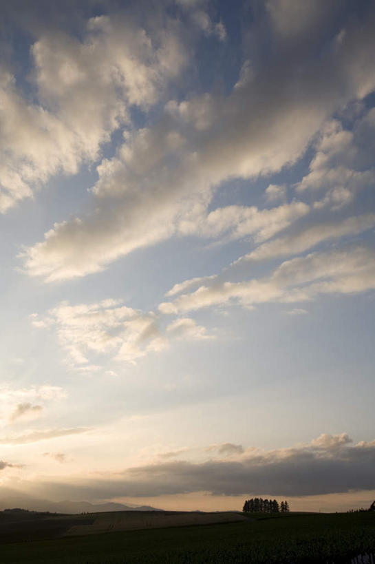 无人,农田,竖图,全景,室外,白天,仰视,旅游,度假,庄稼,农作物,草地,草坪,日出,美景,太阳,天际线,植物,北海道,日本,亚洲,一棵,朦胧,模糊,地平线,景观,辽阔,地面,朝霞,晨曦,黎明,背光,娱乐,草,树,树木,绿色,天空,阳光,自然,天,享受,休闲,景色,放松,生长,成长,一望无际,自然风光,延伸,逆光,东亚,日本国,天地相交,北海道地方,北海道岛,美瑛町,美瑛,朝阳,彩图,低角度拍摄,耕地,庄稼田,破晓