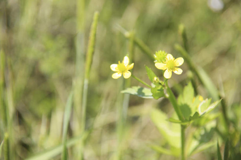 无人,横图,俯视,室外,特写,白天,旅游,度假,美景,叶子,朦胧,模糊,盛开,景观,绿叶,野花,花蕾,娱乐,花,花瓣,花朵,鲜花,两朵,黄色,自然,花苞,花蕊,享受,休闲,嫩叶,景色,放松,自然风光,叶,叶片,彩图,高角度拍摄