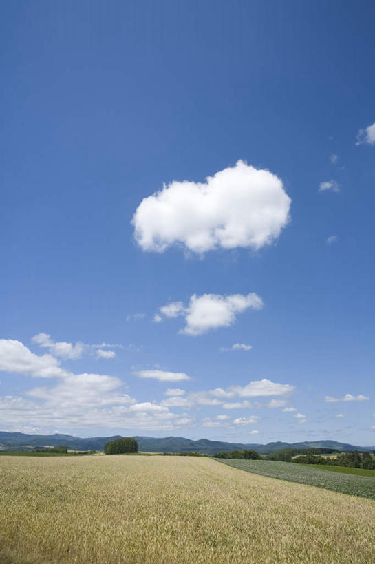 无人,农田,竖图,全景,室外,白天,正面,旅游,度假,庄稼,农作物,美景,天际线,植物,北海道,日本,亚洲,一棵,朦胧,模糊,地平线,景观,云,云朵,辽阔,地面,云彩,娱乐,树,树木,蓝色,绿色,白云,蓝天,天空,自然,天,享受,休闲,景色,放松,生长,晴朗,成长,一望无际,自然风光,延伸,东亚,日本国,天地相交,北海道地方,北海道岛,美瑛町,美瑛,晴空,彩图,耕地,庄稼田