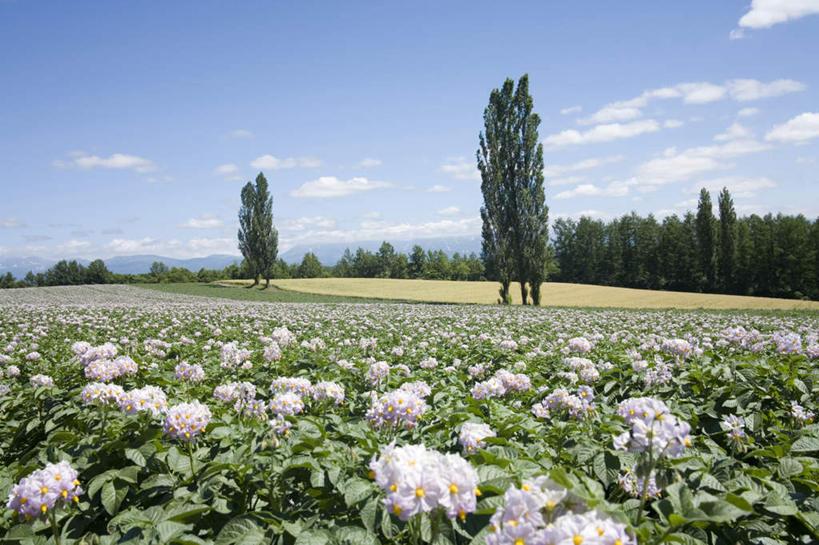 无人,横图,室外,白天,正面,旅游,度假,花海,花圃,美景,树林,植物,土豆,叶子,北海道,日本,亚洲,许多,朦胧,模糊,盛开,景观,云,云朵,花蕾,云彩,娱乐,花,花瓣,花朵,花卉,鲜花,树,树木,蓝色,绿色,白色,白云,蓝天,天空,自然,花丛,花束,花田,天,花苞,花蕊,享受,休闲,景色,放松,生长,晴朗,成长,自然风光,东亚,日本国,北海道地方,北海道岛,美瑛町,馍馍蛋,美瑛,晴空,洋芋,山药蛋,马铃薯,彩图
